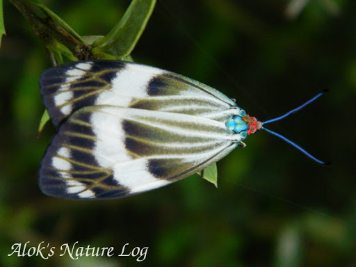 Chalcosia pectinicornis