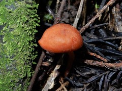 Macrocystidia