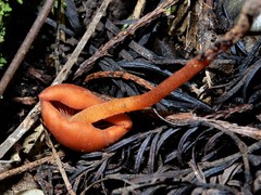 Macrocystidia