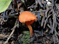Macrocystidia