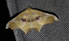 Semiothisops macariata