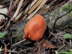 Macrocystidia