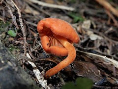 Macrocystidia