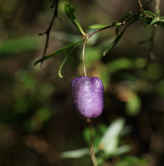 Billardiera macrantha