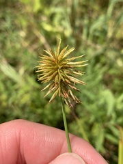 Cyperus lancastriensis