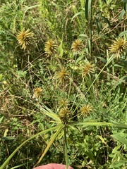 Cyperus lancastriensis