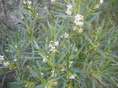 Myoporum montanum