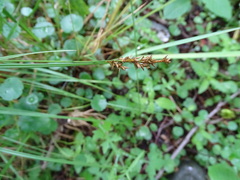 Carex elongata