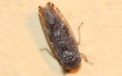 Allygidius atomarius