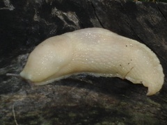 Limax cinereoniger