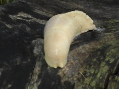 Limax cinereoniger