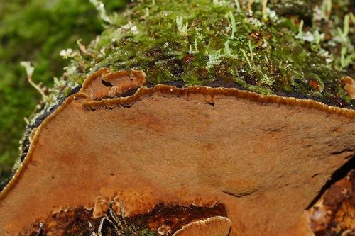 Fuscoporia wahlbergii image