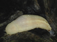 Limax cinereoniger
