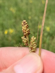 Carex complanata