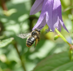 Melitta haemorrhoidalis