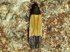 Anacampsis coverdalella