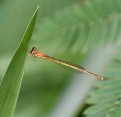 Agriocnemis pieris