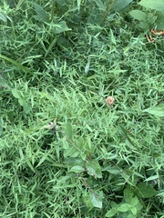 Dichanthelium microcarpon