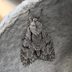 Acronicta psi