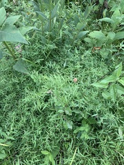 Dichanthelium microcarpon