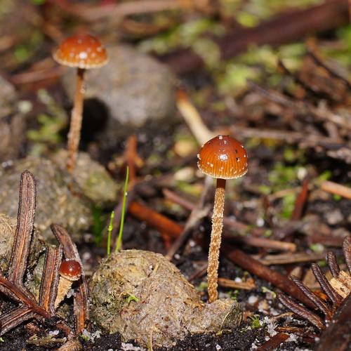Dung Roundhead