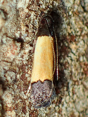 Anacampsis coverdalella