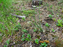 Equisetum × moorei