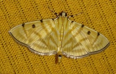 Orthospila orissusalis