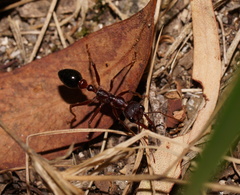 Myrmecia forficata