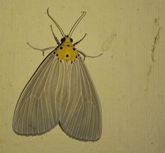 Neochera inops
