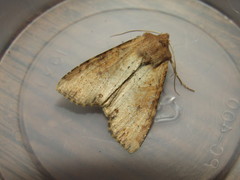 Apamea alia