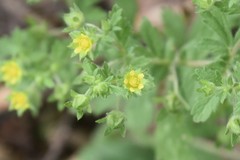 Potentilla supina