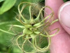 Clematis versicolor