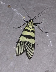 Heortia