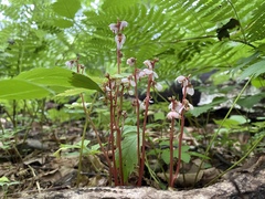 Pyrola japonica