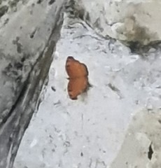 Junonia hedonia