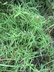 Dichanthelium microcarpon