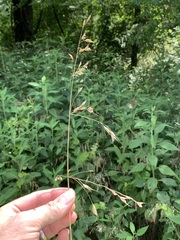 Bromus commutatus