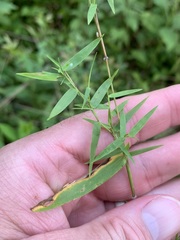 Dichanthelium microcarpon