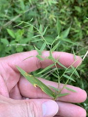 Dichanthelium microcarpon