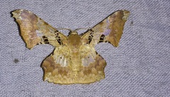 Krananda lucidaria