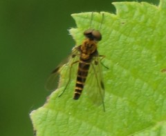 Chrysopilus fasciatus