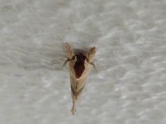 Clostera anastomosis