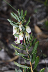 Conostephium pendulum
