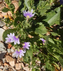 Scaevola humilis