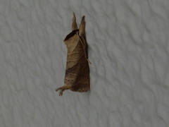 Clostera anastomosis