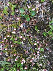 Harrimanella hypnoides