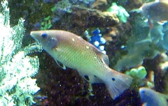 Bodianus dictynna