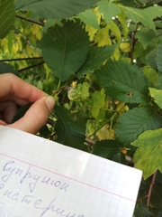 Eriosoma lanuginosum