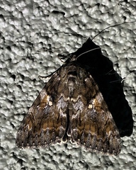 Catocala aholibah